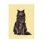 Füzet vonalas STREET A/5 54 lapos Friends margóval