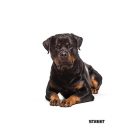 Füzet vonalas STREET A/5 54 lapos Friends margóval