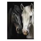 Füzet kockás STREET A/4 54 lapos Horses