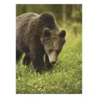 Falinaptár TOPTIMER T093 310x420mm álló Vadászat 2027